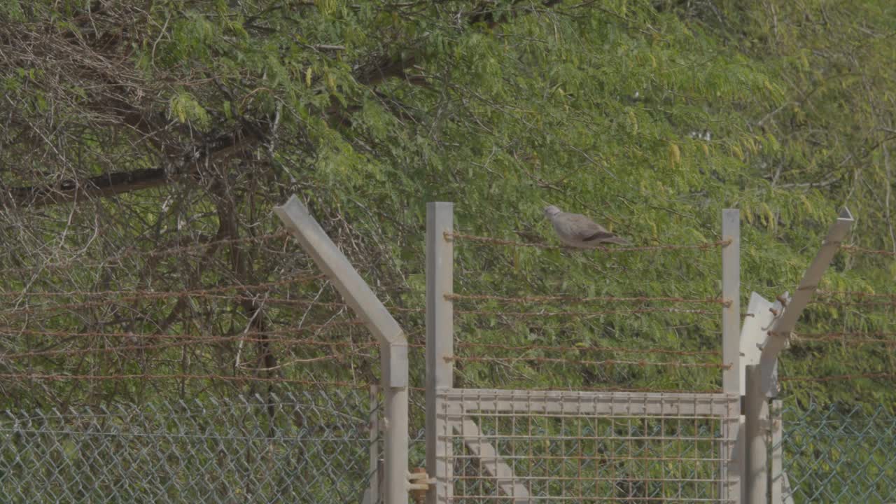 在巴林里法的沙漠地区，非洲领鸽子坐在篱笆上视频下载