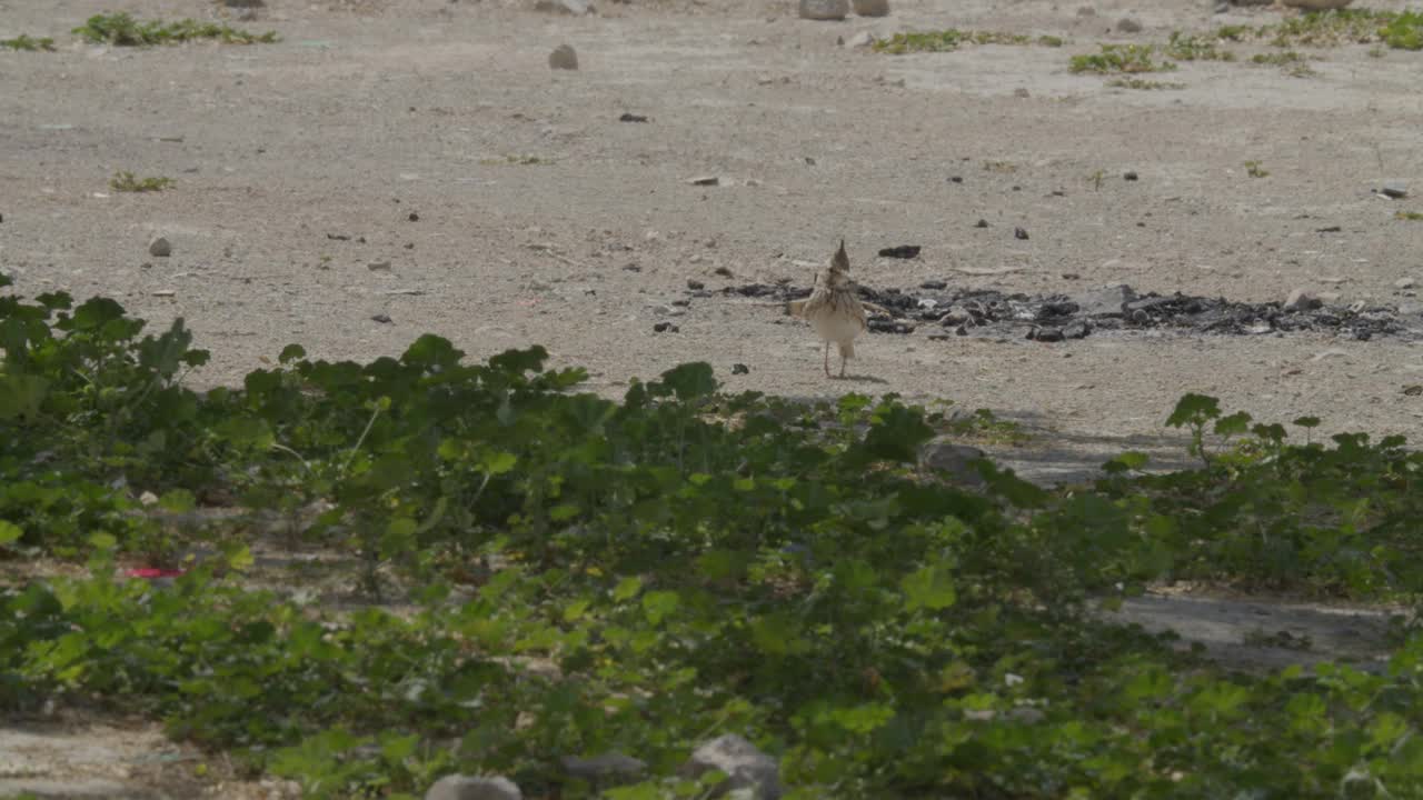 巴林里法沙漠地区，冠云雀在树叶周围觅食视频下载