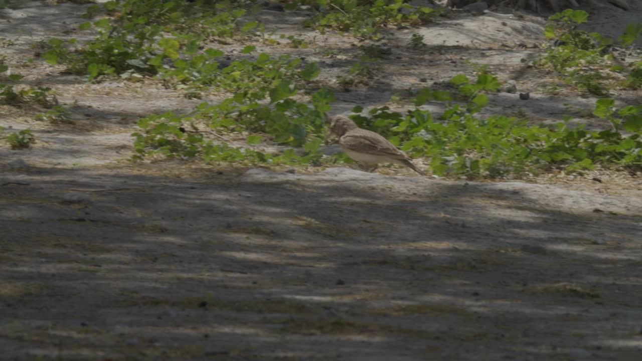 里法沙漠地区，冠云雀在树叶周围觅食视频下载