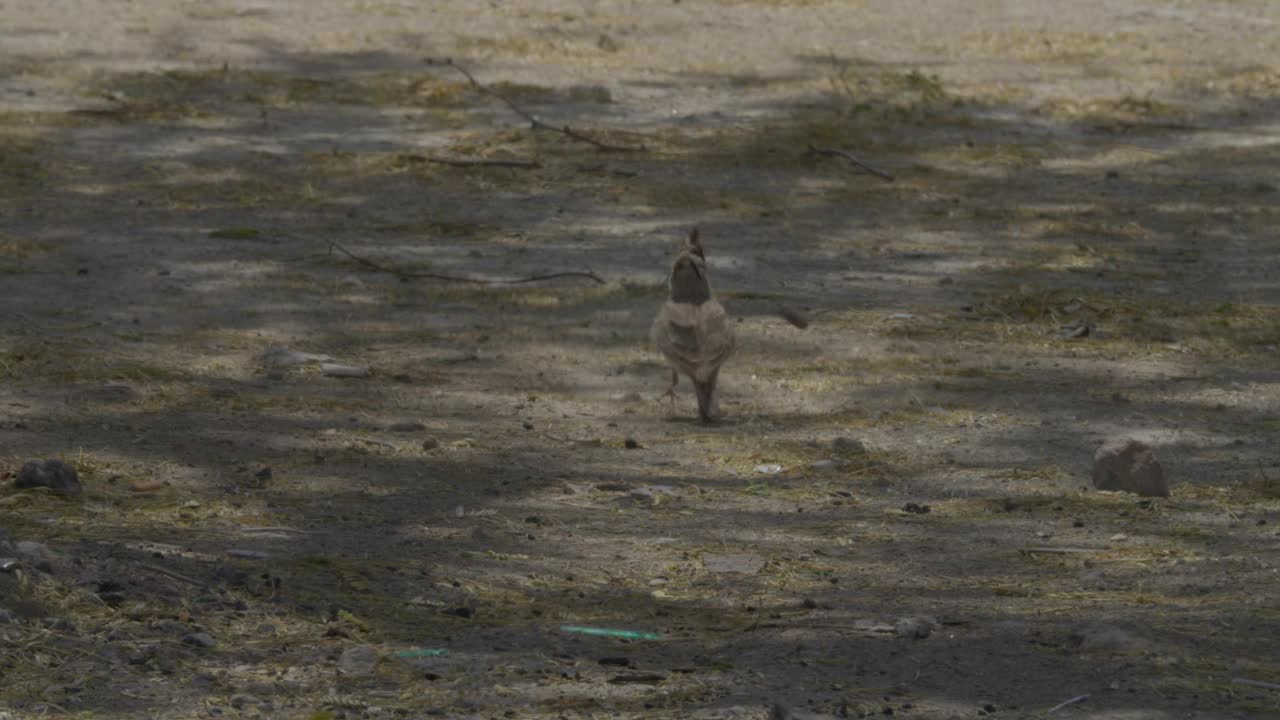 在巴林里法沙漠地区奔跑的凤头云雀视频下载