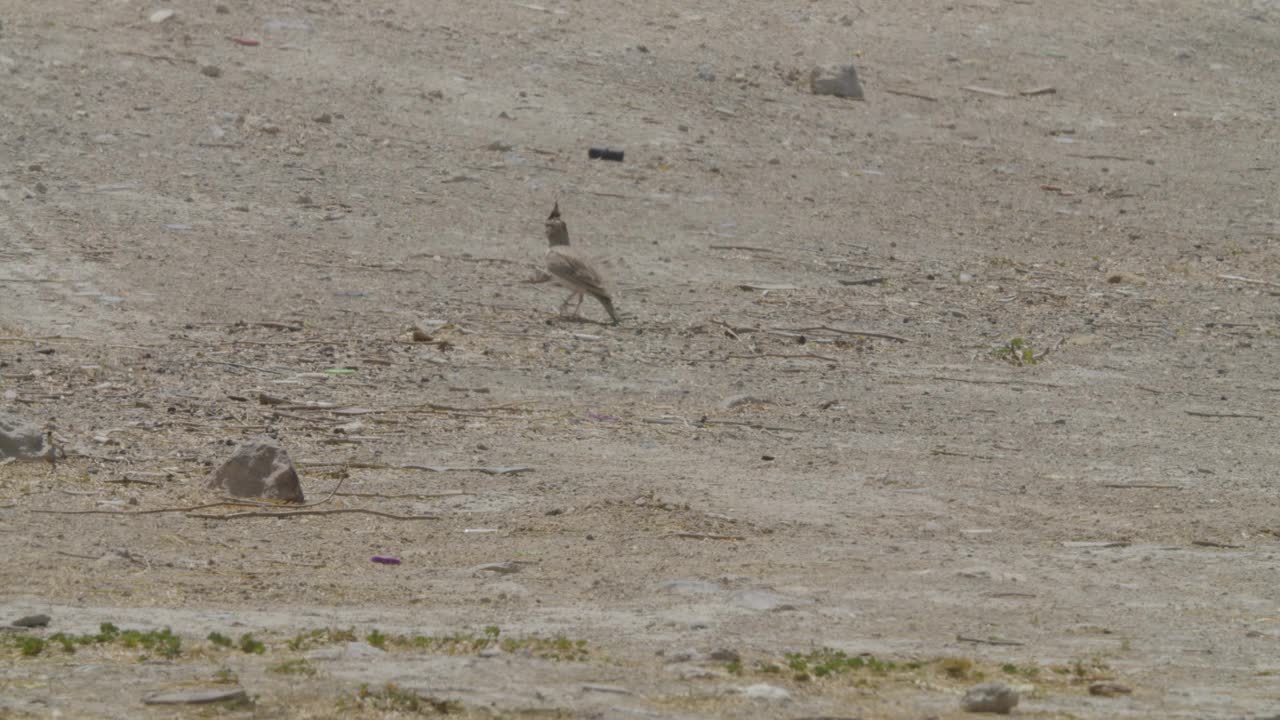 行走在巴林里法沙漠地区的凤头云雀视频下载