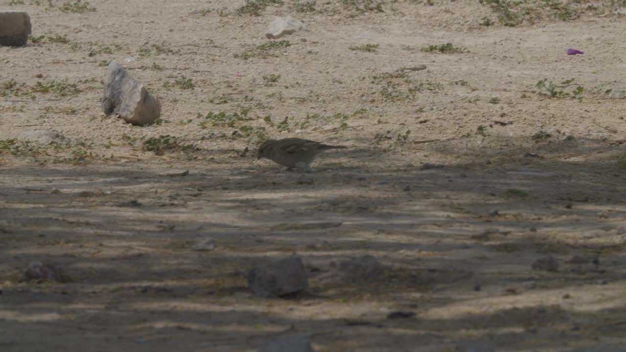 巴林里法沙漠地区觅食的麻雀视频下载