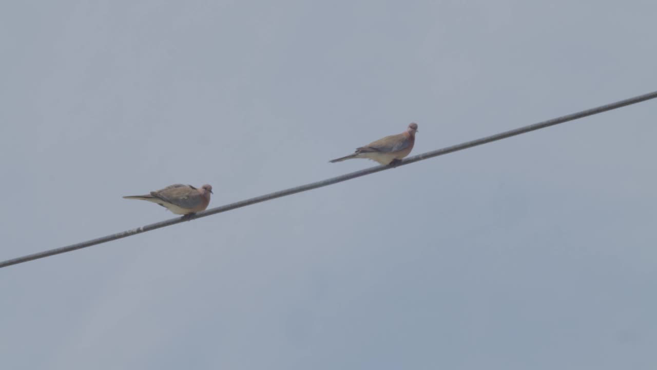 两只非洲项圈鸽子坐在沙漠地区的电缆上视频下载