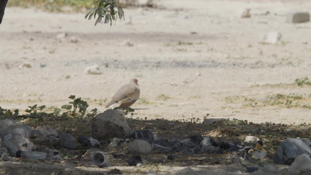 在巴林里法沙漠地区行走的鸽子视频下载