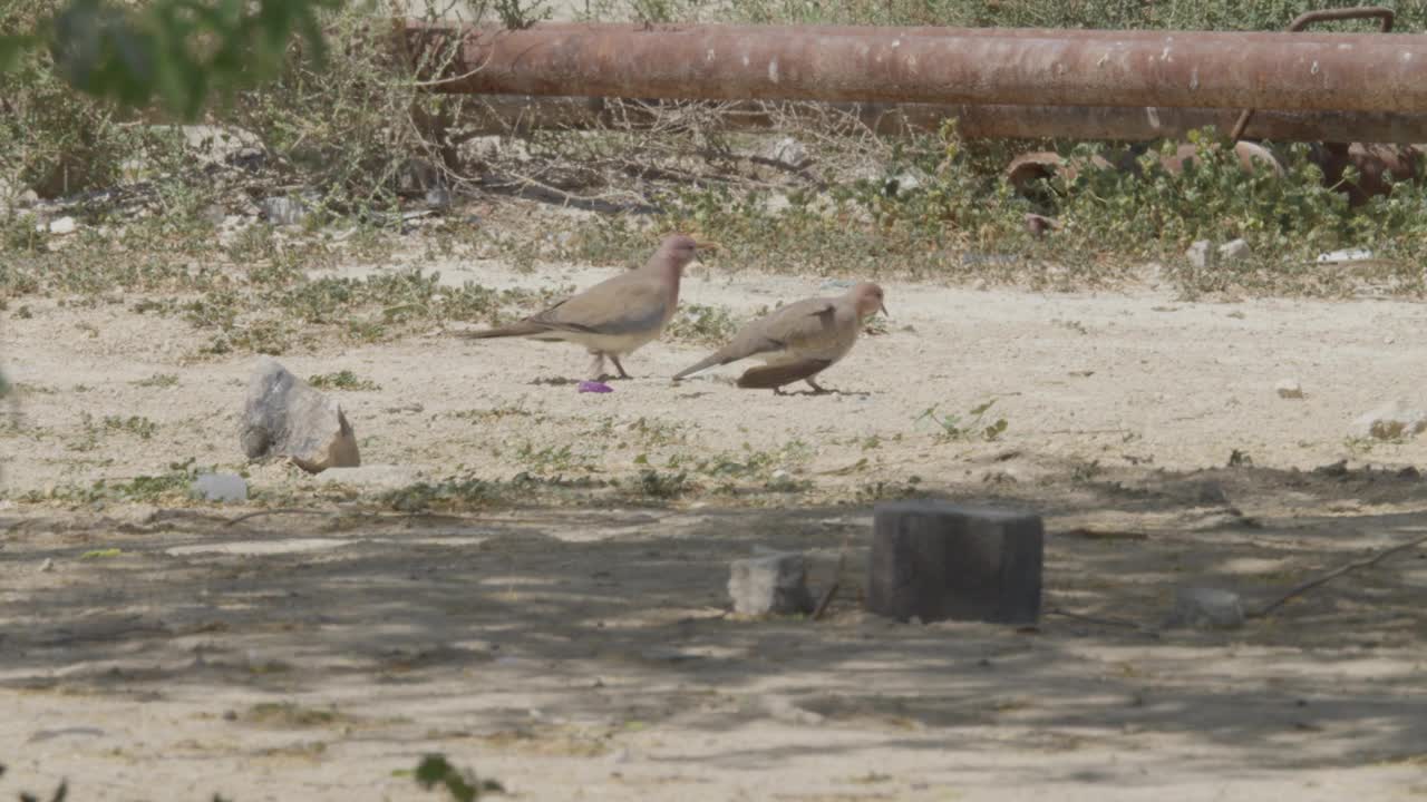 两只鸽子走在巴林里法的沙漠地区视频下载