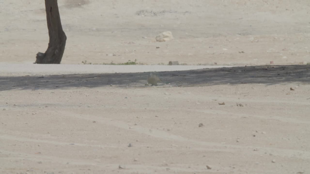 里法沙漠地区的鸽子行走视频下载