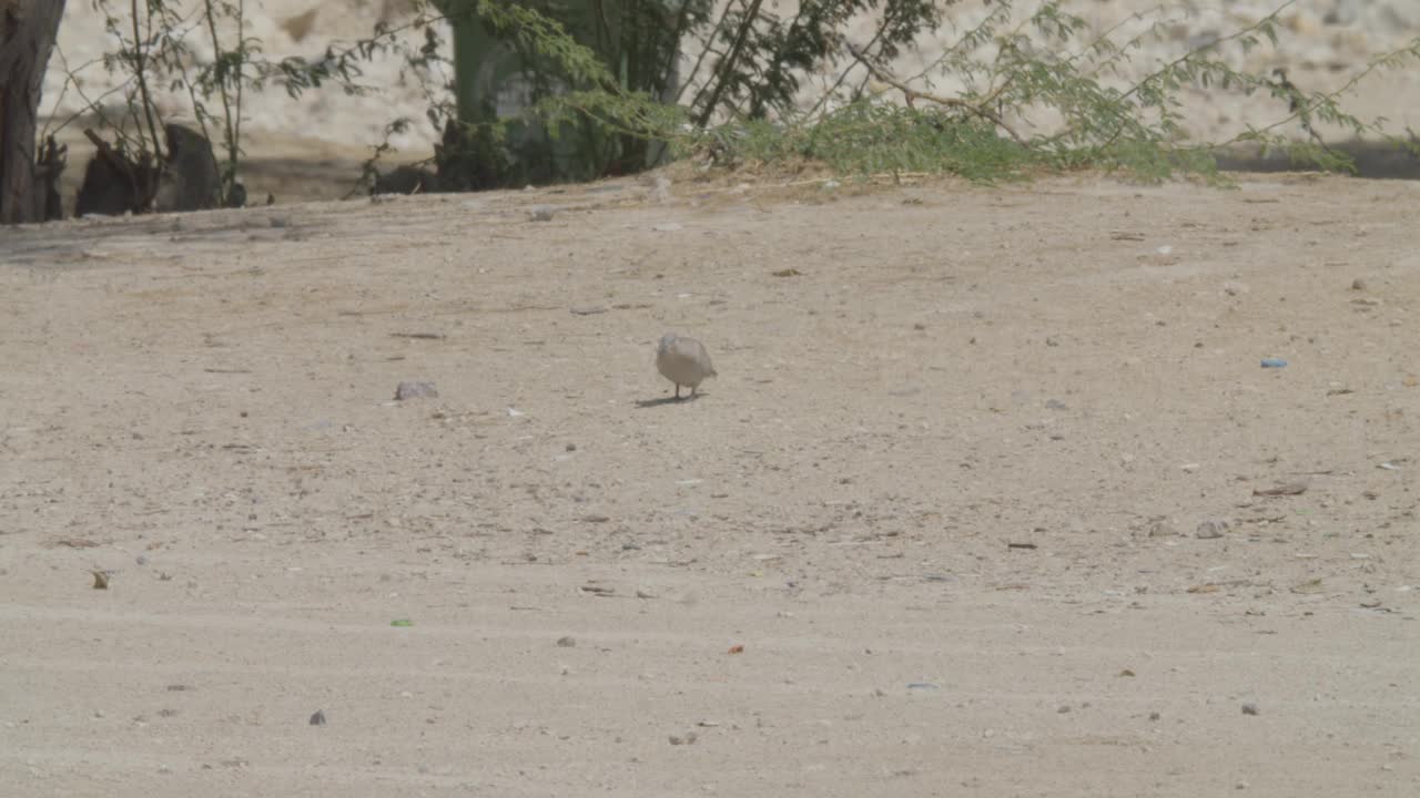 鸽子在沙漠地带行走视频下载