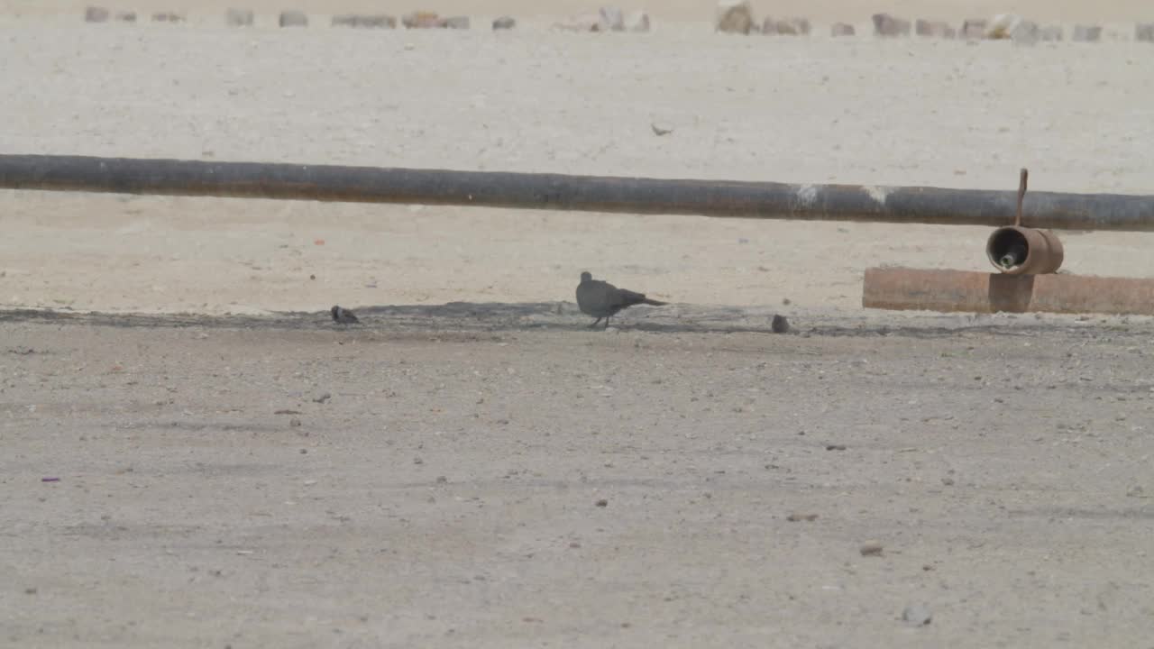行走在巴林里法沙漠地区的非洲领鸽视频下载