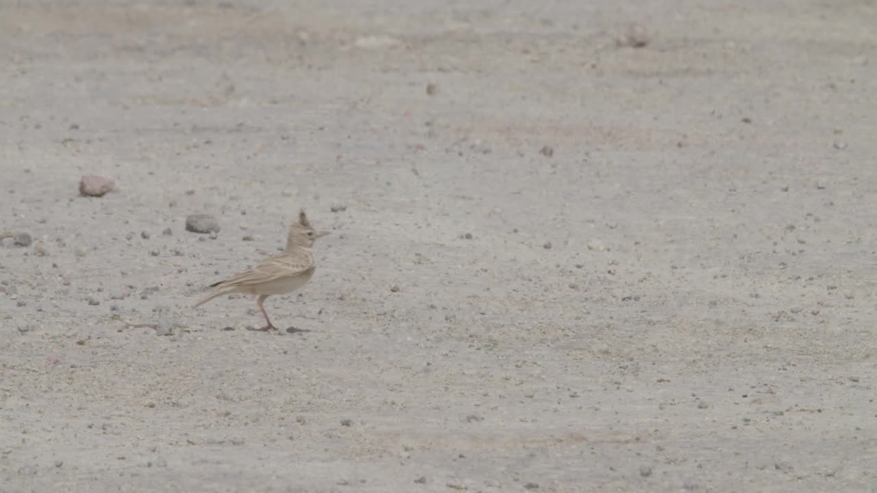 在巴林里法的沙漠地区觅食的凤头云雀，慢动作视频下载