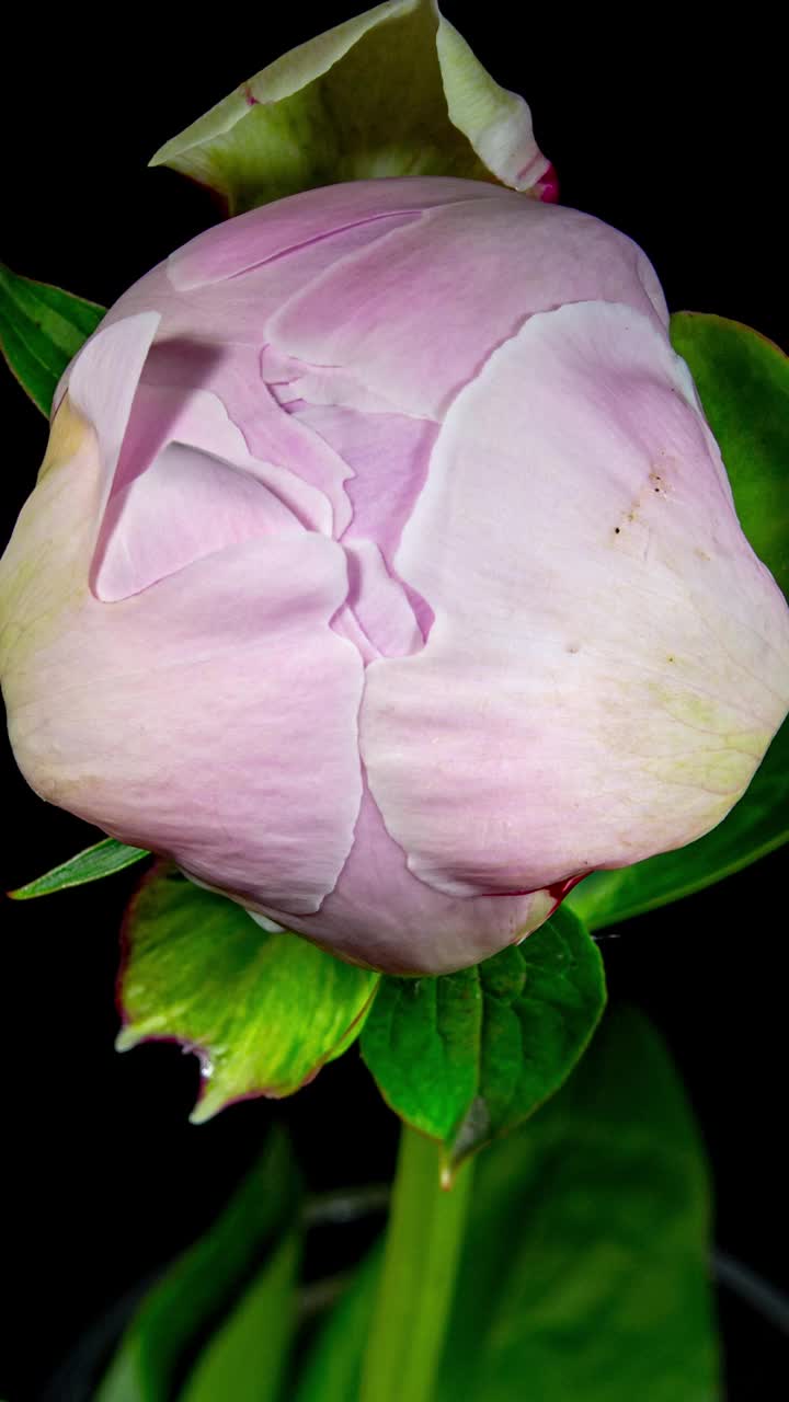 美丽的粉红色牡丹在黑色的背景。盛开的牡丹花在延时视频中开放。复活节，春天，情人节，节日概念视频下载