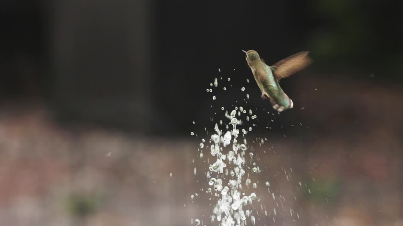 雄伟的蜂鸟在春天的一天享受喷泉。视频下载