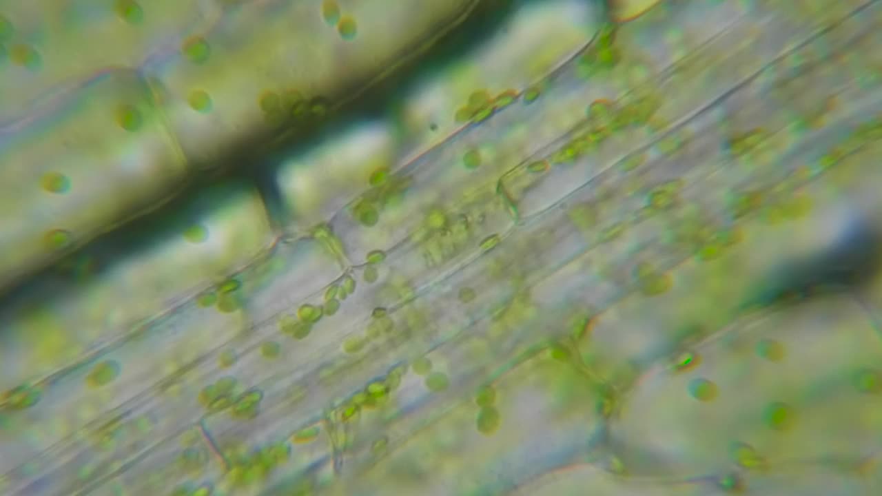 显微镜下运动细胞叶绿体。叶绿素细胞分裂。叶片植物的细胞结构。显微镜下叶绿体运动的叶片光合作用。病毒感染。转基因生物。DNA。视频素材