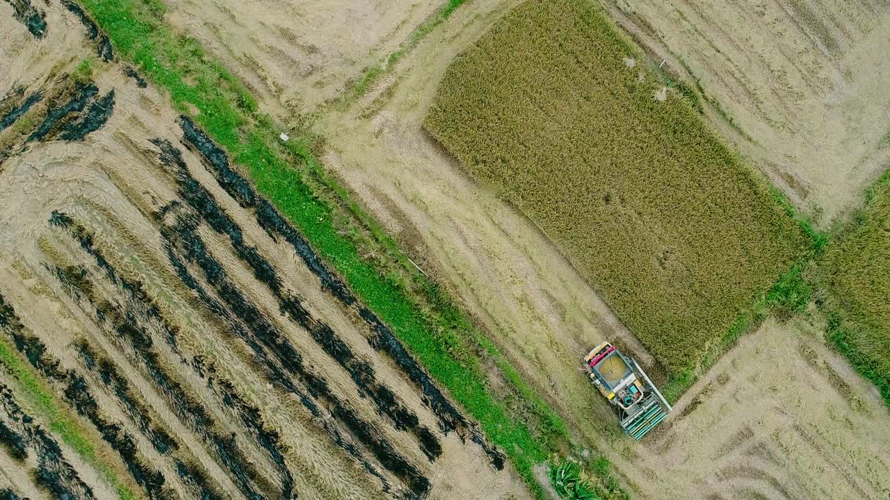 自动化精度:在农村地区收获水稻作物的未来方法视频下载