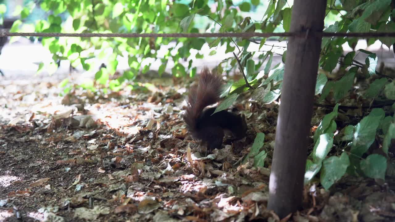一只小红松鼠在公园茂密的植被中觅食。视频下载