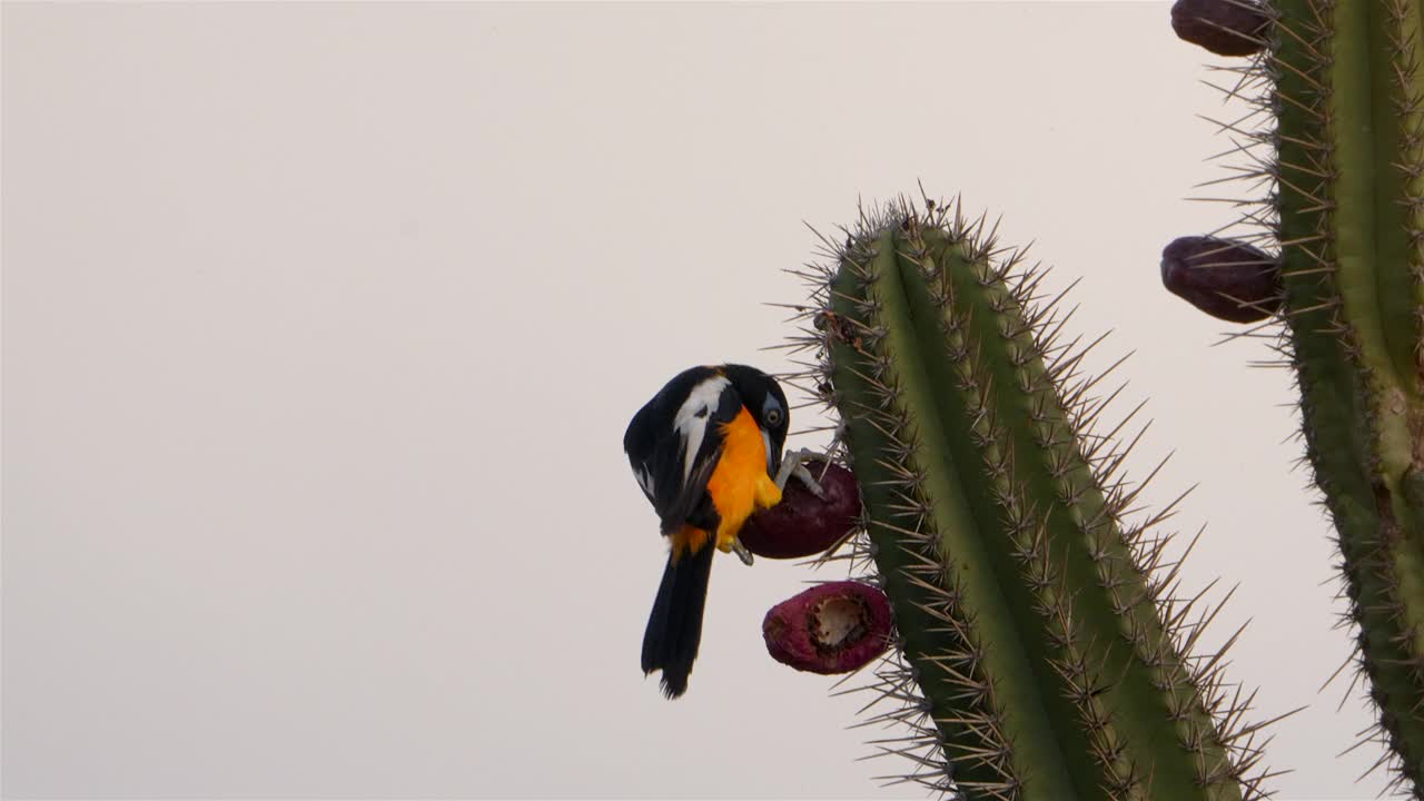 野生动物观鸟:加勒比自然中的热带动物视频素材