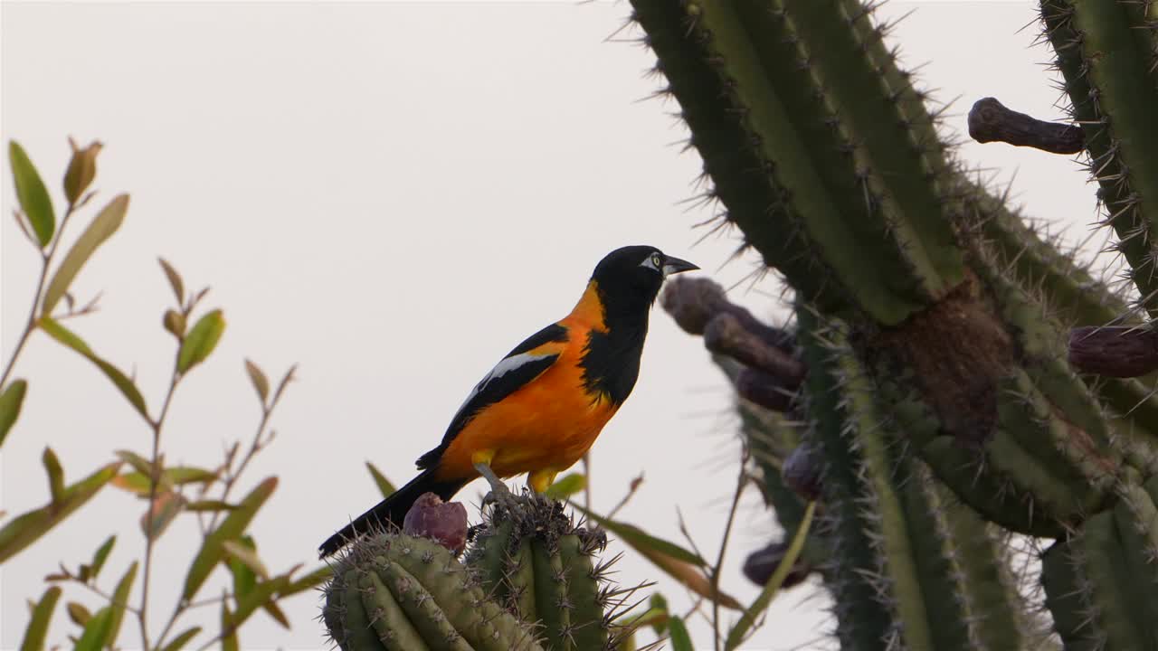 野生动物观鸟:加勒比自然中的热带动物视频素材