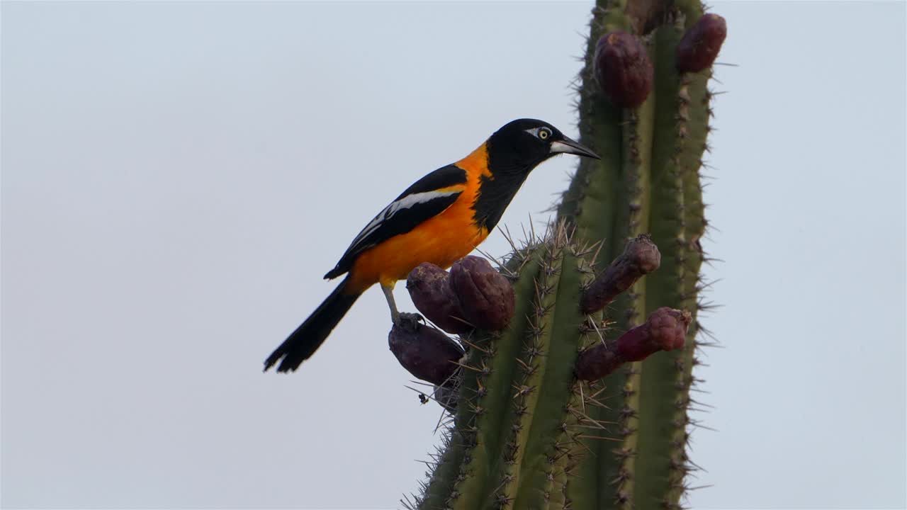 野生动物观鸟:加勒比自然中的热带动物视频下载