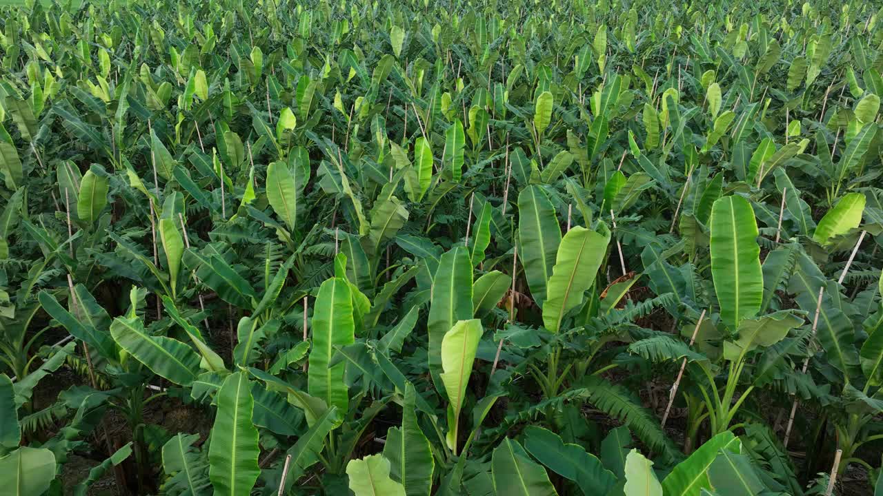 香蕉树在田间生长的航拍画面视频下载
