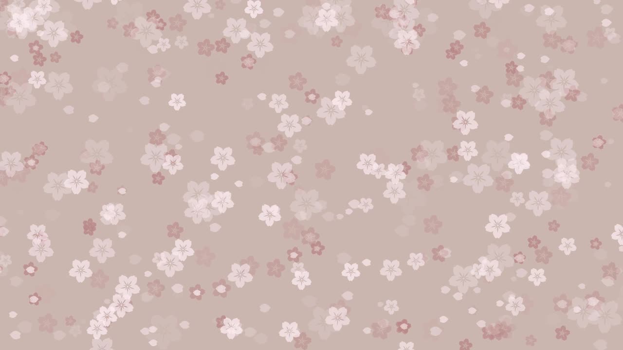 樱花花瓣落在米色的背景上视频下载