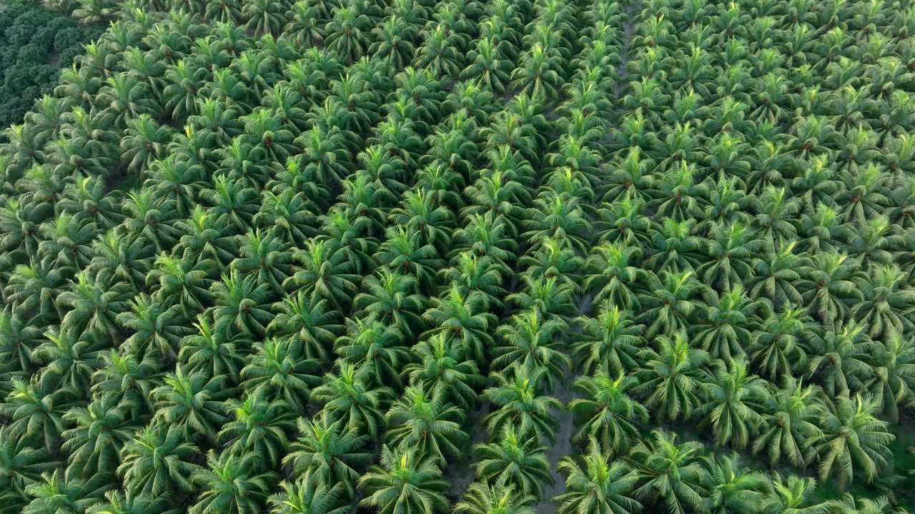 椰子树田野的航拍画面视频下载