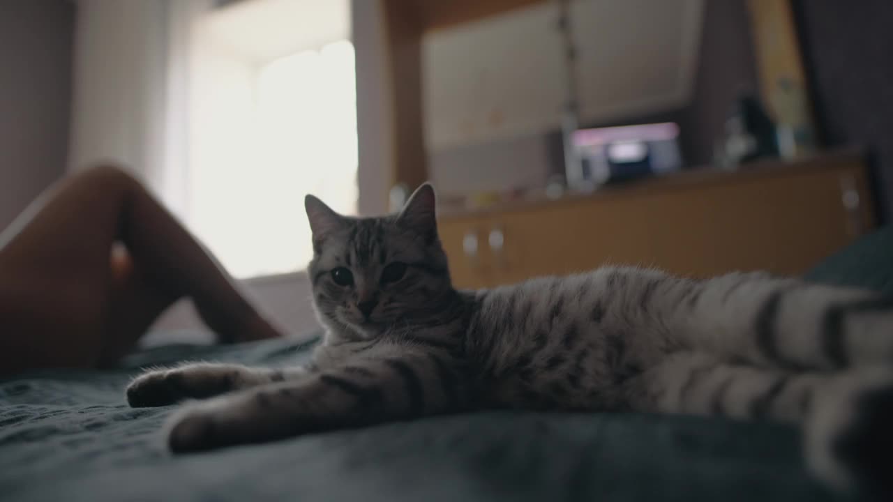 好奇的灰猫用爪子拍打着相机视频下载