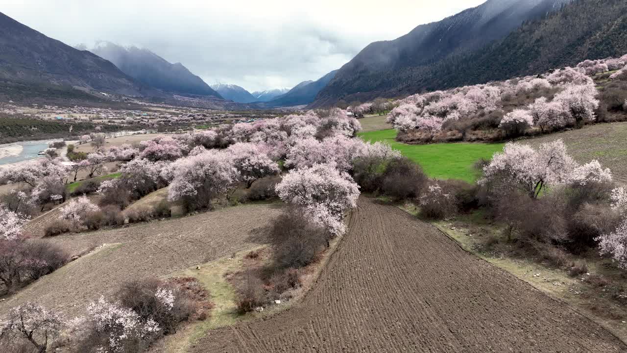 中国西藏的桃花和雾蒙蒙的山景视频下载