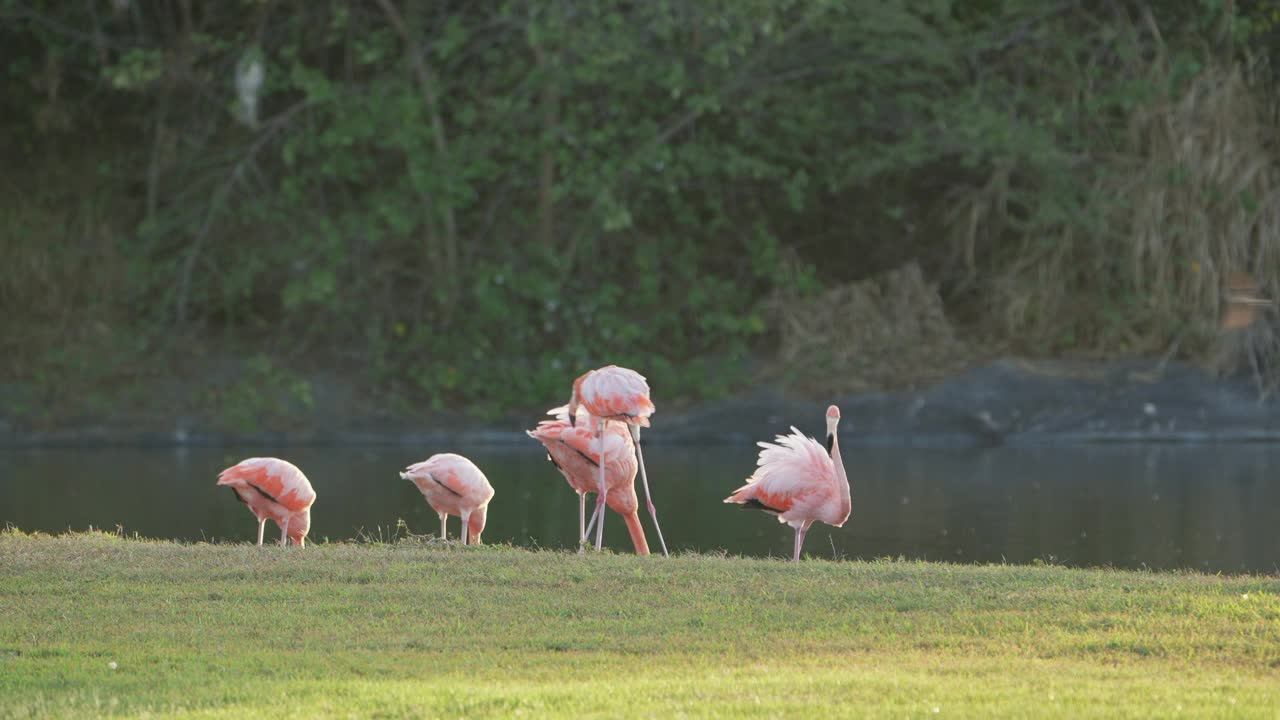 野生动物观鸟:加勒比海自然中的火烈鸟视频下载