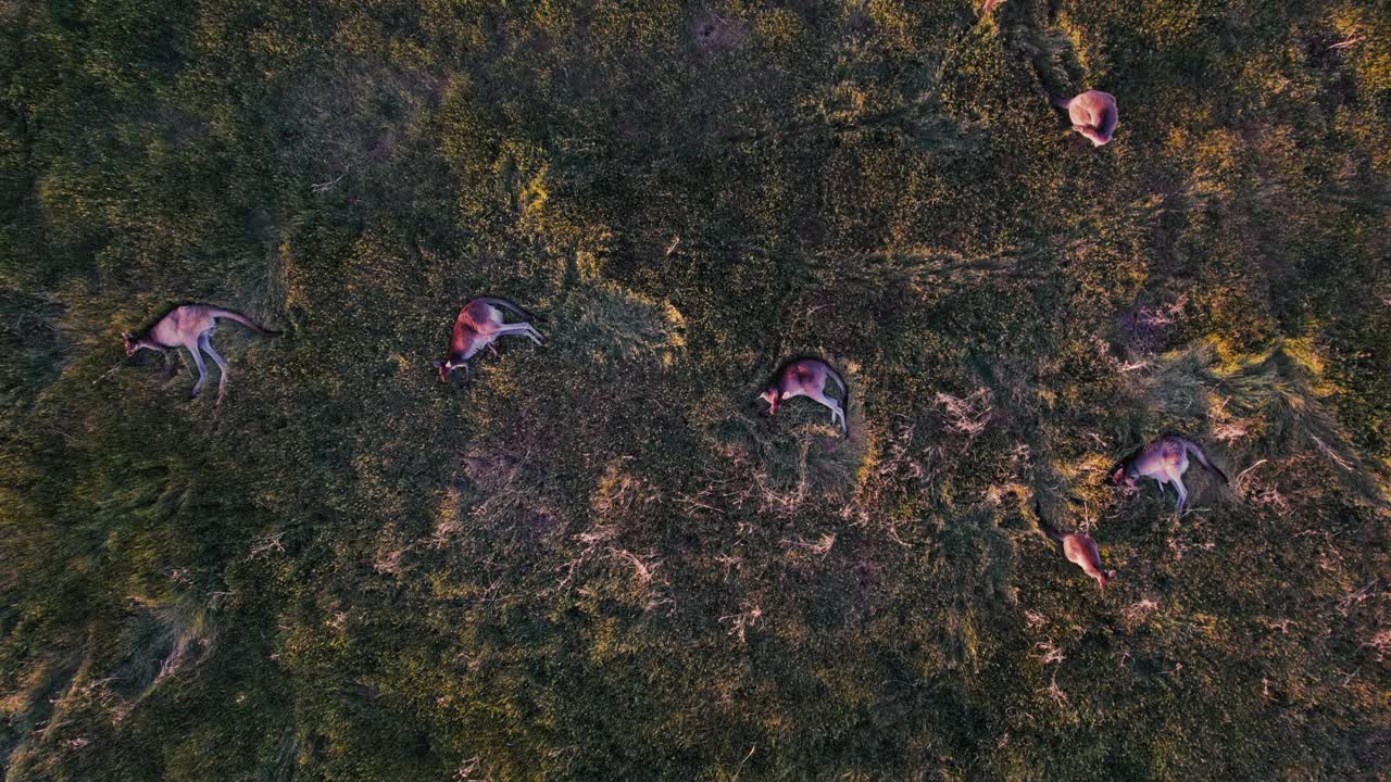 袋鼠一家在草地上休息视频下载