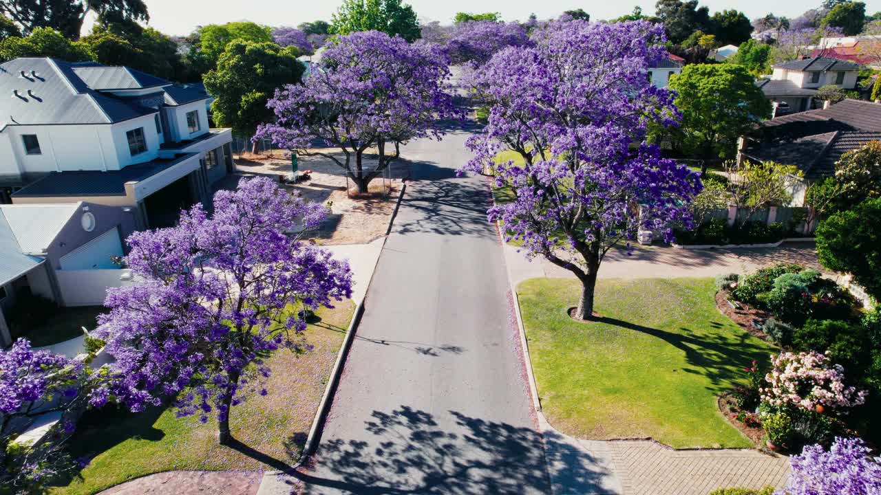 澳大利亚郊区的紫蓝花楹树视频下载