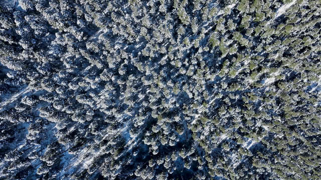 美丽的雪山高海拔森林景观在西藏，中国视频下载
