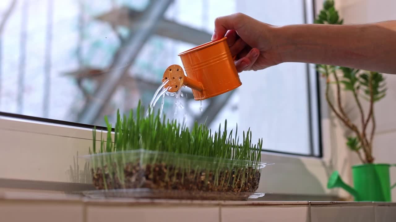 一个男人用一个橙色的喷壶给发芽的小麦浇水。视频下载