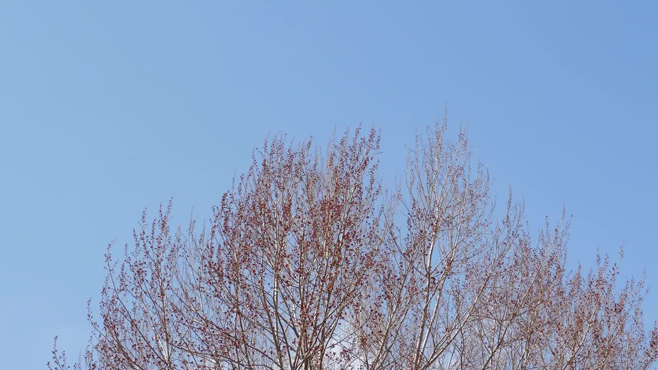 冬天的树在风中摇摆视频下载