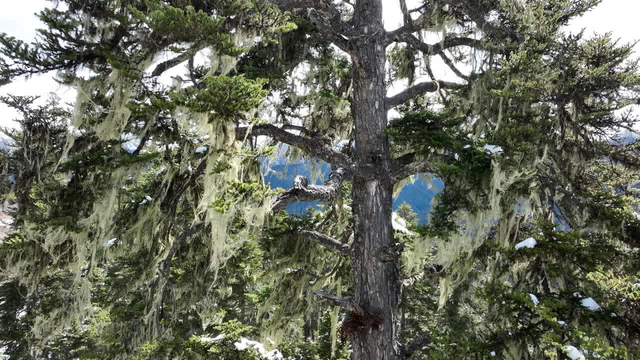 长在树枝上的胡须地衣。中国西藏，森林里老人的胡须地衣挂在树枝上视频下载
