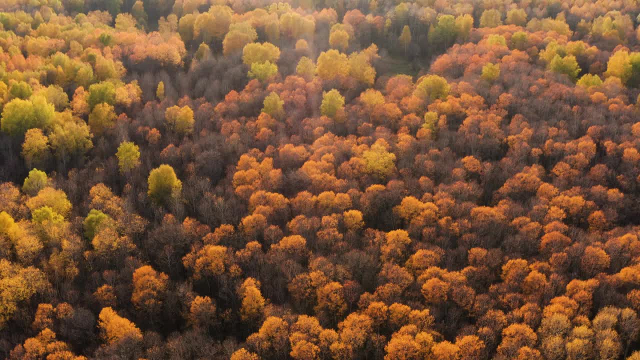 南乌拉尔，巴什基利亚，秋天的森林。鸟瞰图。视频下载