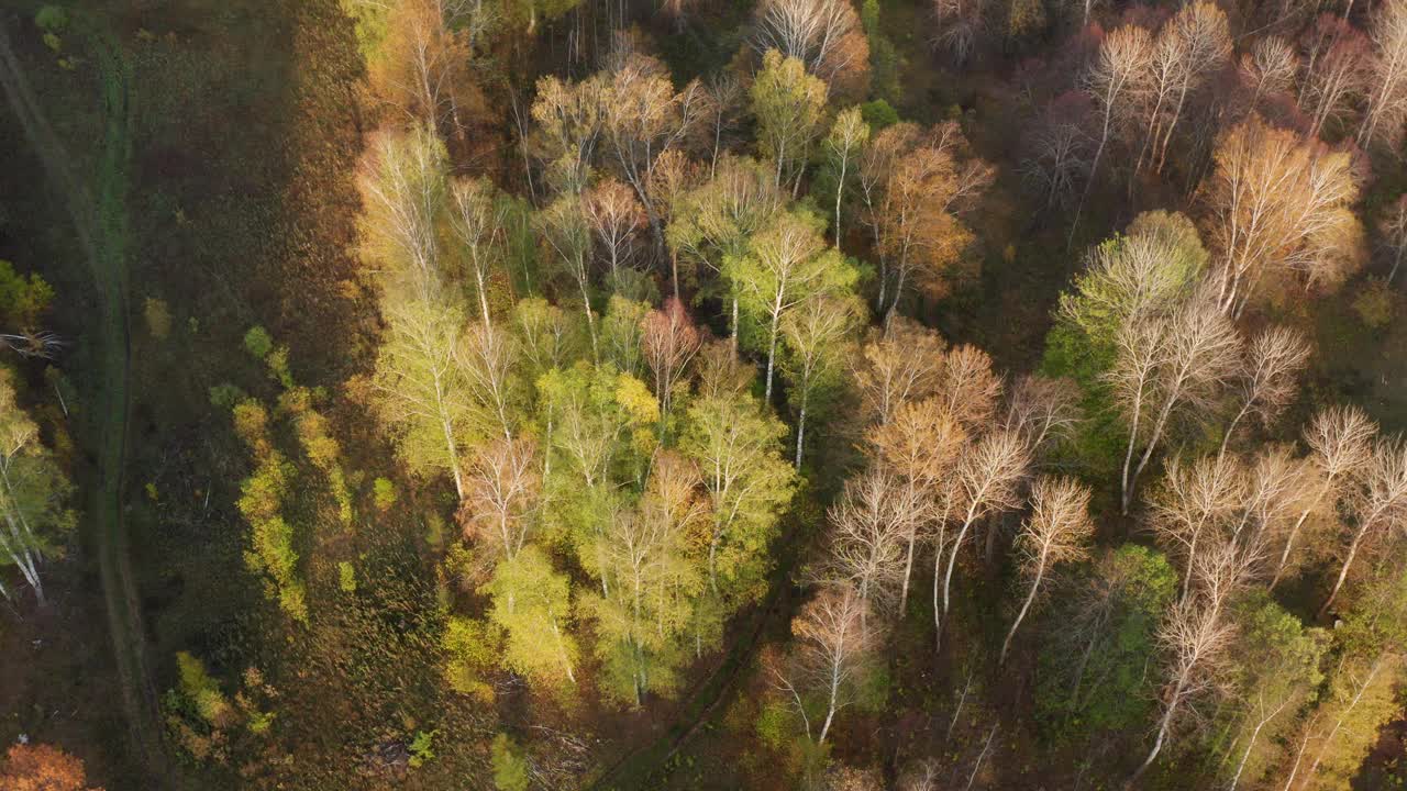 南乌拉尔，巴什基利亚，秋天的森林。鸟瞰图。视频下载