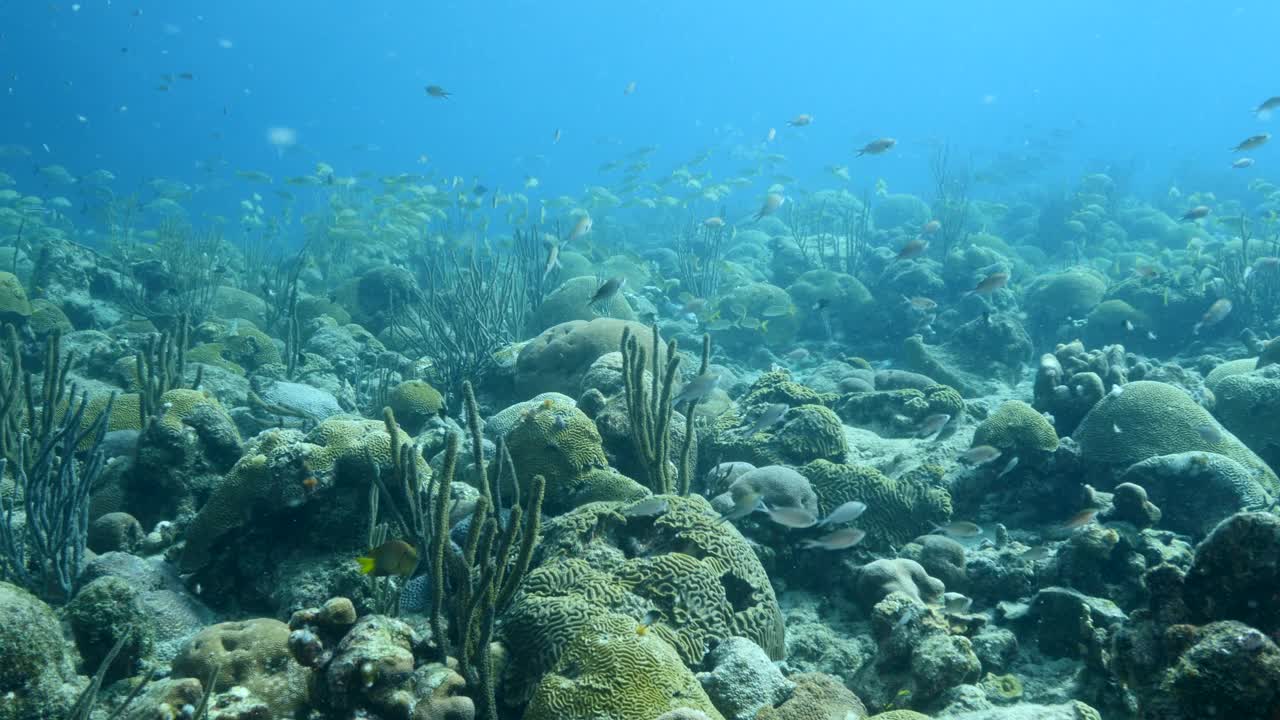 咕噜鱼在加勒比海的珊瑚礁里游动视频下载