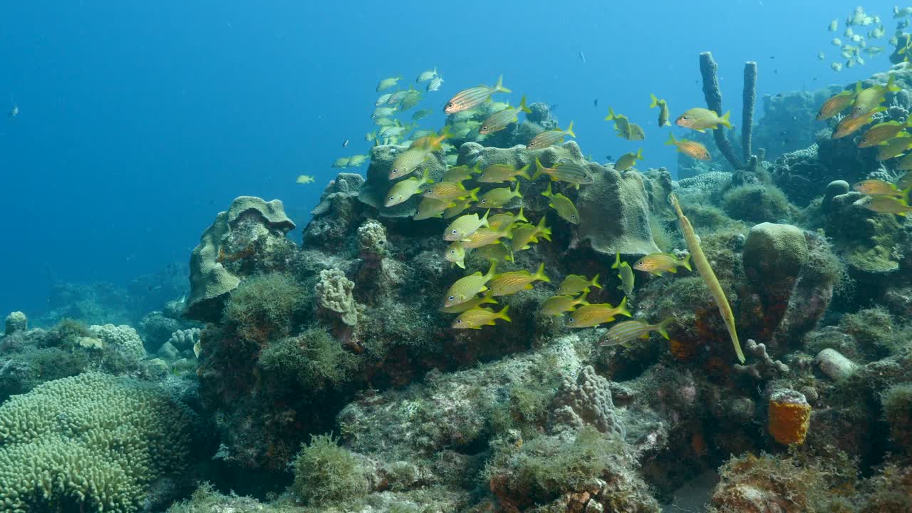咕噜鱼在加勒比海的珊瑚礁里游动视频下载
