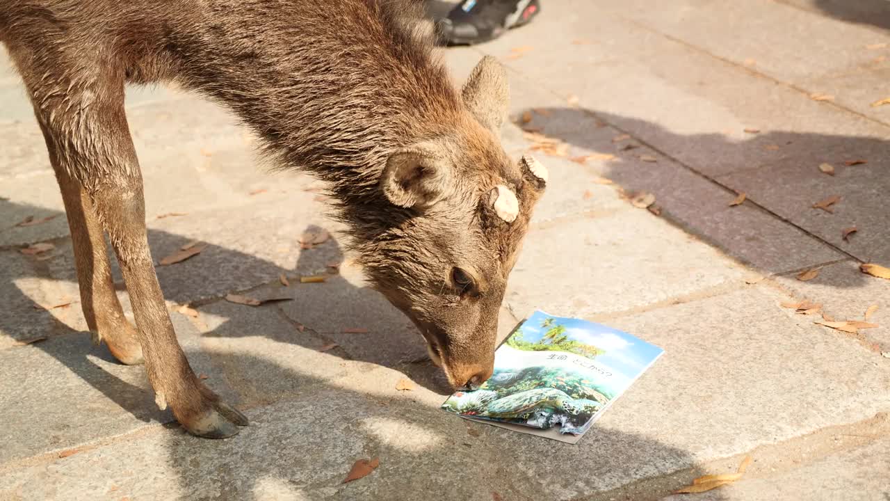 奈良鹿啃纸。日本奈良公园的梅花鹿。视频下载