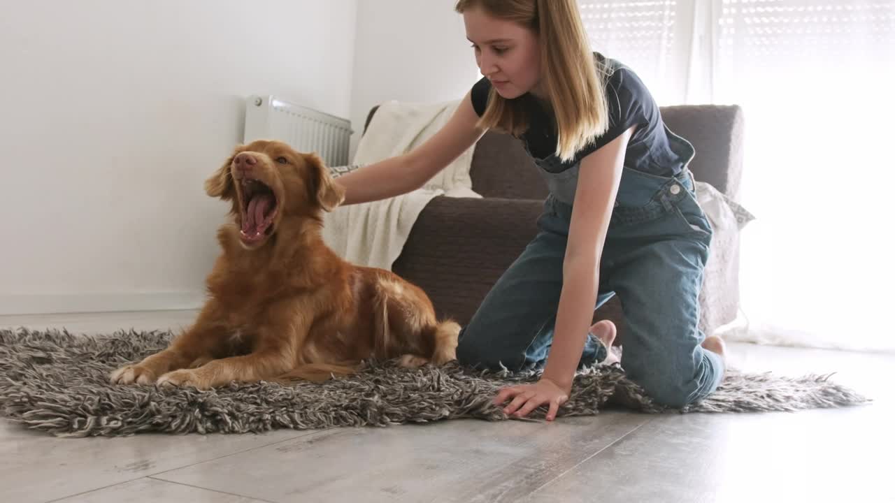 可爱的小女孩抚摸着可爱的斯科舍猎犬视频下载