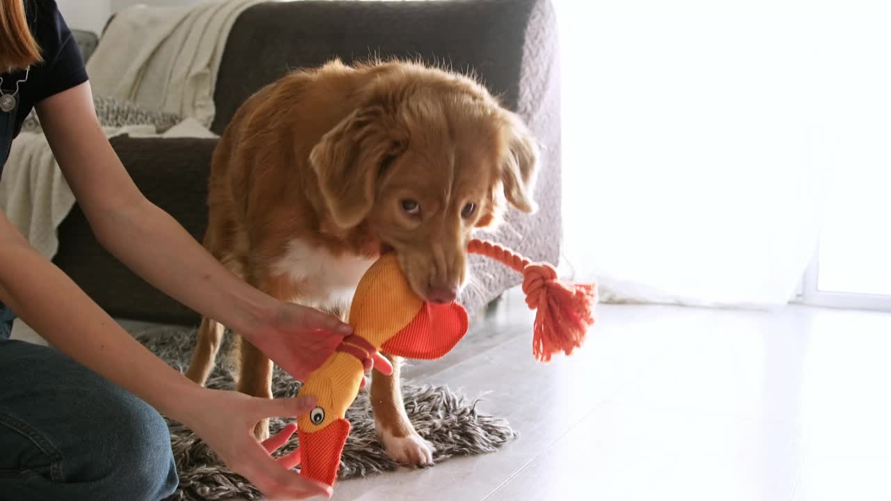 新斯科舍省托林猎犬品种的狗玩玩具鸭视频下载