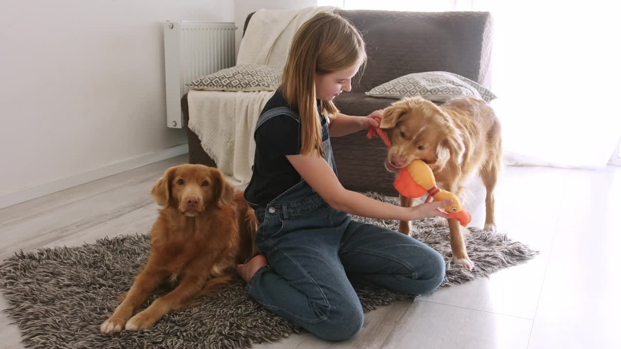可爱的小女孩和可爱的斯科舍寻回犬玩耍视频下载