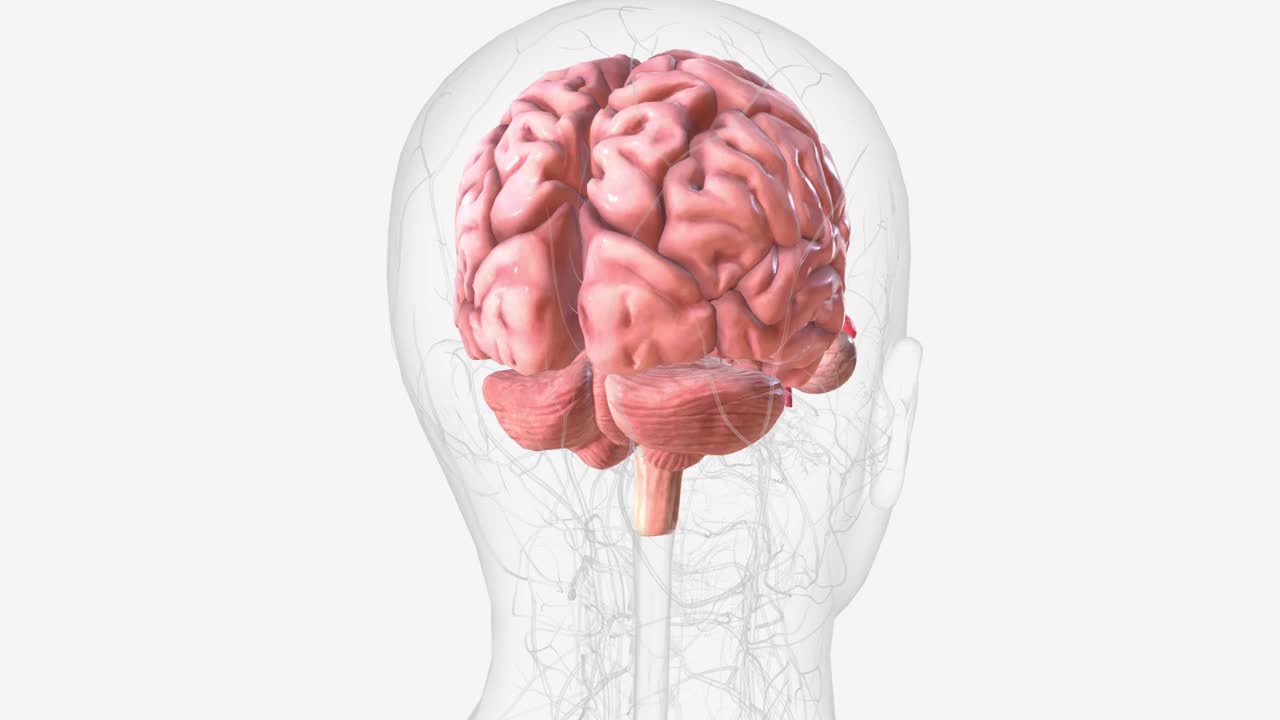 大脑是人体中最大的神经元群视频下载