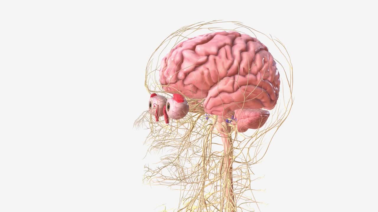 中枢神经系统由大脑和脊髓组成，而周围神经系统则由其他部分组成视频下载