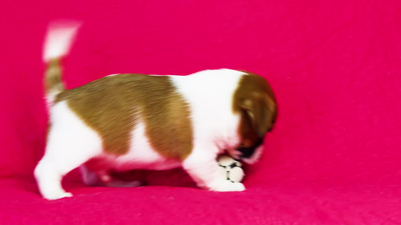漂亮的小杰克罗素梗小狗在粉红色的背景上玩球视频素材