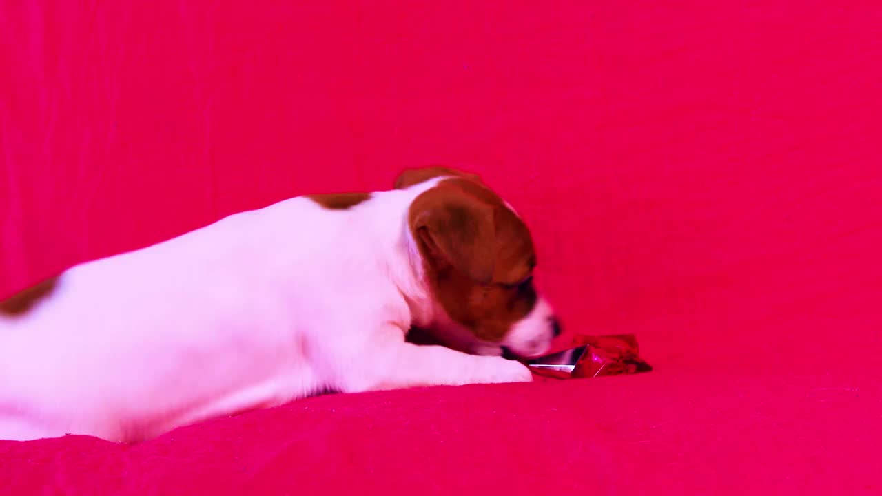 有趣的小杰克罗素梗小狗玩一瓶香水在明亮的粉红色背景。视频下载