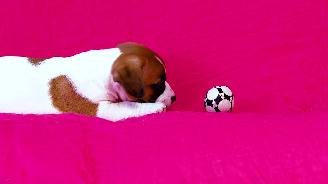 有趣的小杰克罗素梗小狗玩足球。视频素材