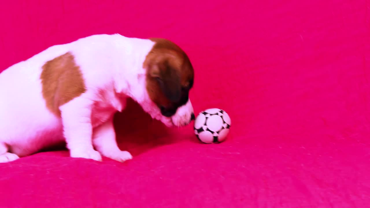 有趣的小杰克罗素梗小狗闻着足球，打着哈欠，背景是明亮的粉红色。视频素材