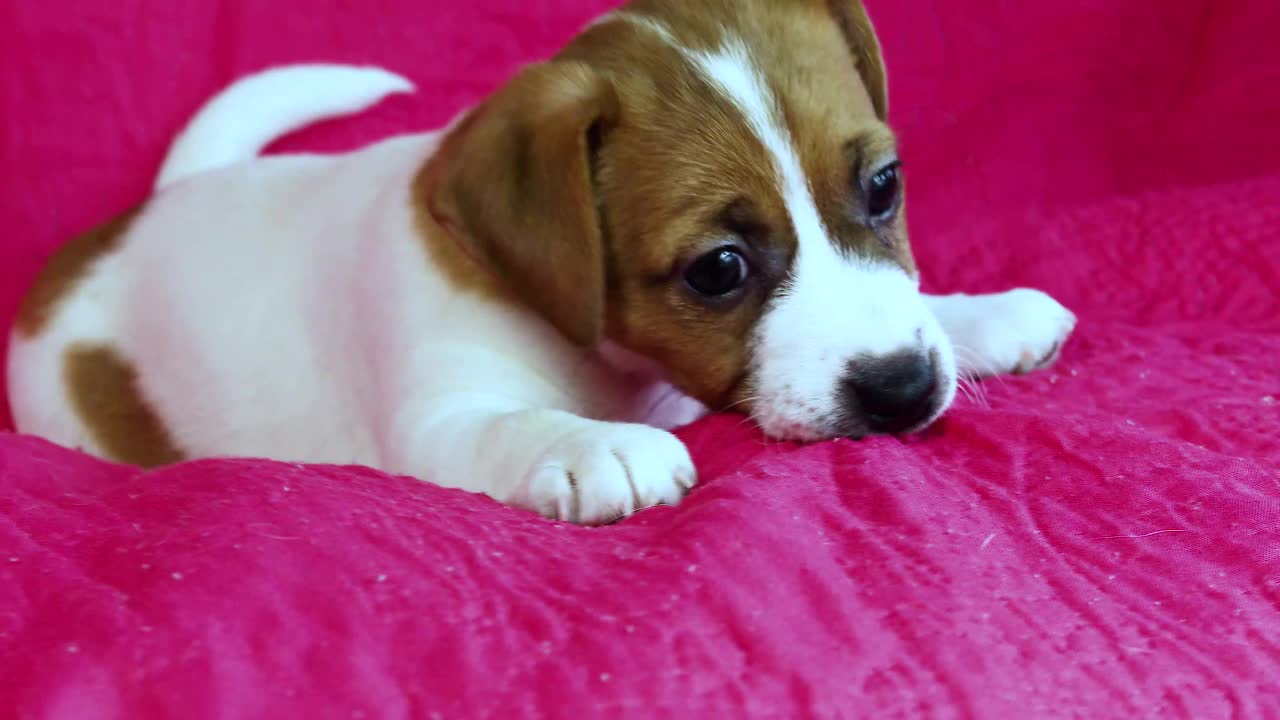 一只小杰克罗素梗小狗躺在明亮的粉红色背景上的有趣的口鼻。视频素材