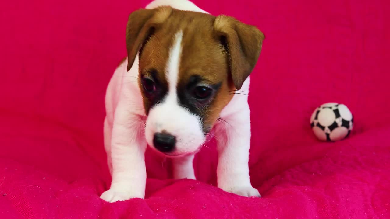杰克罗素梗小狗玩足球在明亮的粉红色背景。视频素材
