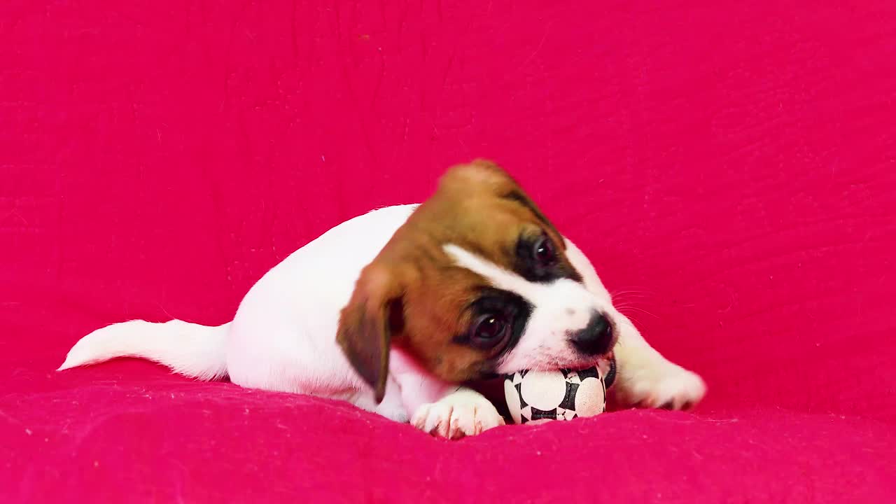 小杰克罗素梗小狗玩足球在明亮的粉红色背景。视频下载
